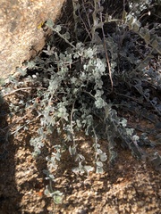 Acmispon argophyllus argophyllus