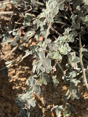 Acmispon argophyllus argophyllus