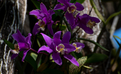 Cattleya