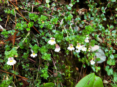 Euphrasia transmorrisonensis