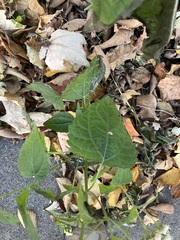 Ageratina altissima