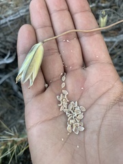 Calochortus bruneaunis