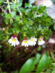 Euphrasia transmorrisonensis