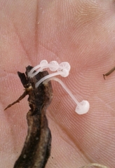 Delicatula integrella