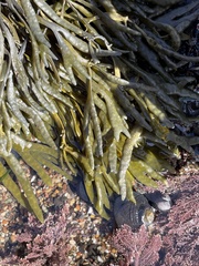 Pelvetiopsis limitata
