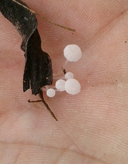 Delicatula integrella
