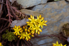 Sedum morrisonense