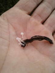 Delicatula integrella