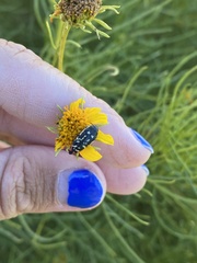 Acmaeodera disjuncta