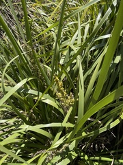 Lomandra hystrix