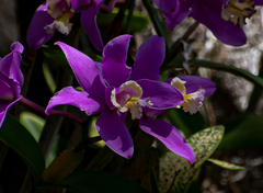 Cattleya