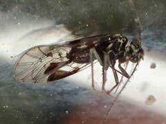 Psocinae