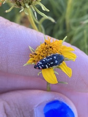 Acmaeodera disjuncta
