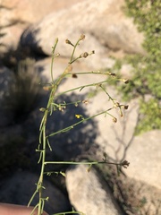 Gutierrezia californica
