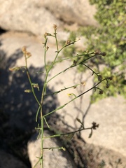 Gutierrezia californica