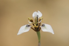 Moraea unguiculata