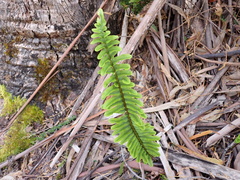 Polypodium pellucidum vulcanicum