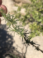 Gutierrezia californica