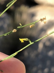 Gutierrezia californica