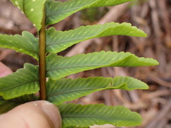 Polypodium pellucidum vulcanicum