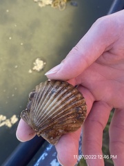 Argopecten irradians