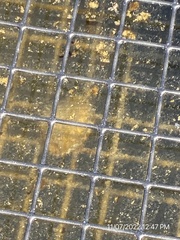 Argopecten irradians