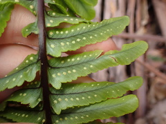 Polypodium pellucidum vulcanicum