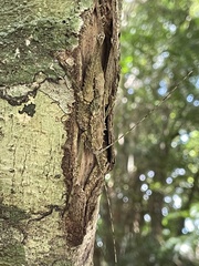 Phricta spinosa