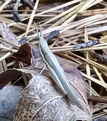 Leptysma marginicollis