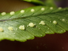 Polypodium pellucidum vulcanicum