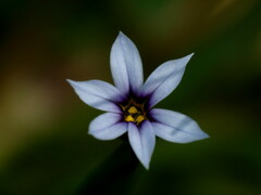 Sisyrinchium rosulatum