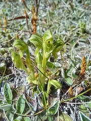 Pterostylis tanypoda