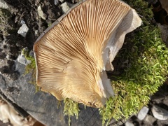 Pleurotus ostreatus