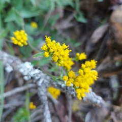 Alloispermum scabrum
