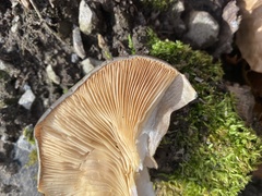 Pleurotus ostreatus