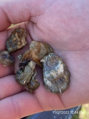 Crassostrea virginica