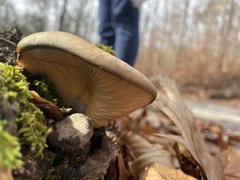 Pleurotus ostreatus