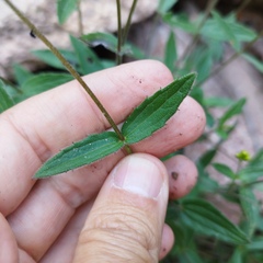 Alloispermum scabrum