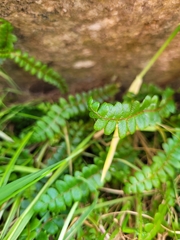 Blechnum penna-marina