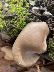 Pleurotus ostreatus