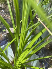 Carex fascicularis