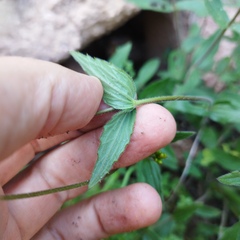 Alloispermum scabrum