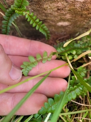 Blechnum penna-marina