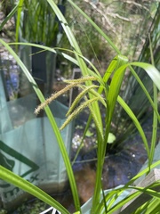 Carex fascicularis