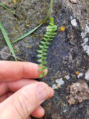 Blechnum penna-marina