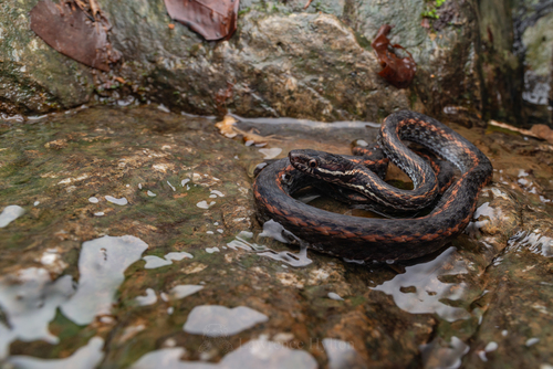 Tai-yong Keelback