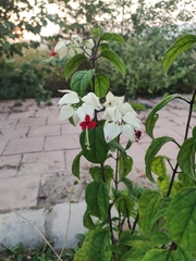 Clerodendrum thomsoniae