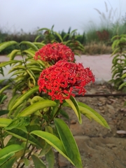Ixora