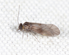 Peripsocus
