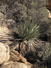 Nolina bigelovii
